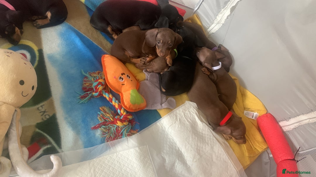 Dachshund dogs for sale: Dachshund puppies for sale  - Image 3