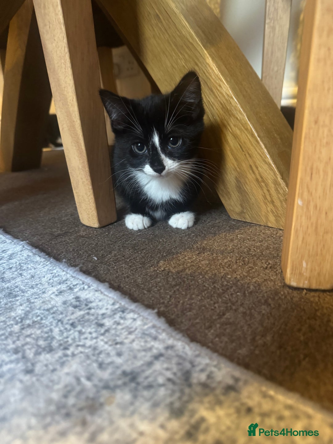 European cats for sale: 3 Beautiful Kittens  - Advert 4