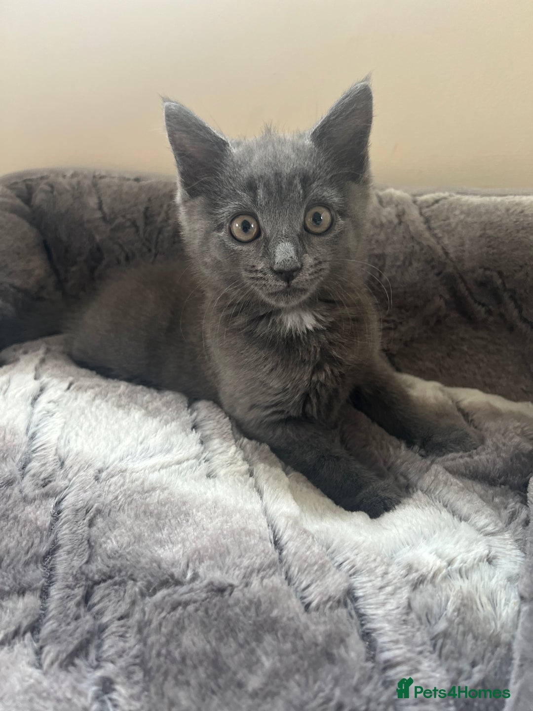 Russian Blue cats for sale: Meet Milo - Russian Blue Mix Kitten - Image 2