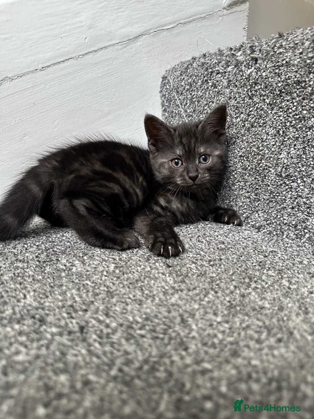 Mixed Breed cats for sale: ✨Meet Our Beautiful Bengal Mix Girls!✨ - Advert 6