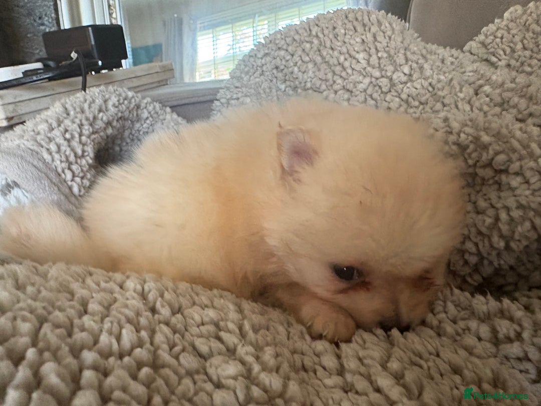 Pomeranian dogs for sale: ** Pomeranian Puppies 🐶🤍🐻🤎 - Image 25