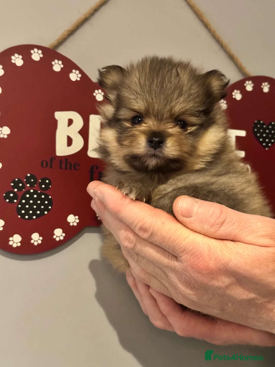 Pomeranian dogs for stud: Stunning Cream Sable boy for stud  in Prudhoe - Advert 6