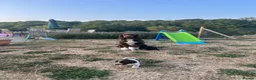 Cocker Spaniel dogs for sale: Working cocker spaniels - Advert 3