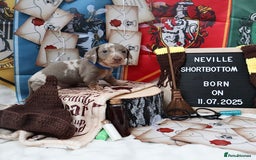 Miniature Dachshund dogs for sale: KC Reg short haired miniature dachshunds - Image 12