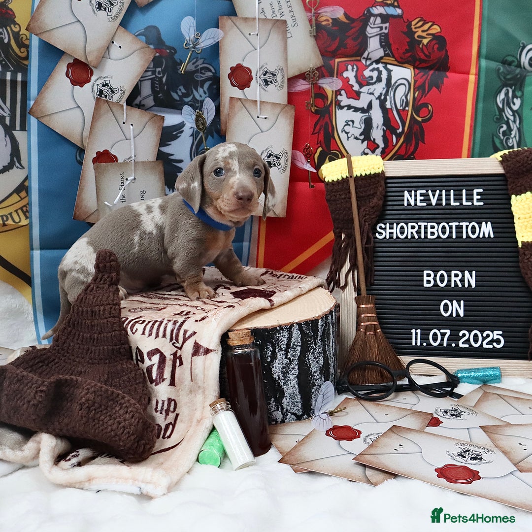 Miniature Dachshund dogs for sale: KC Reg short haired miniature dachshunds - Image 12