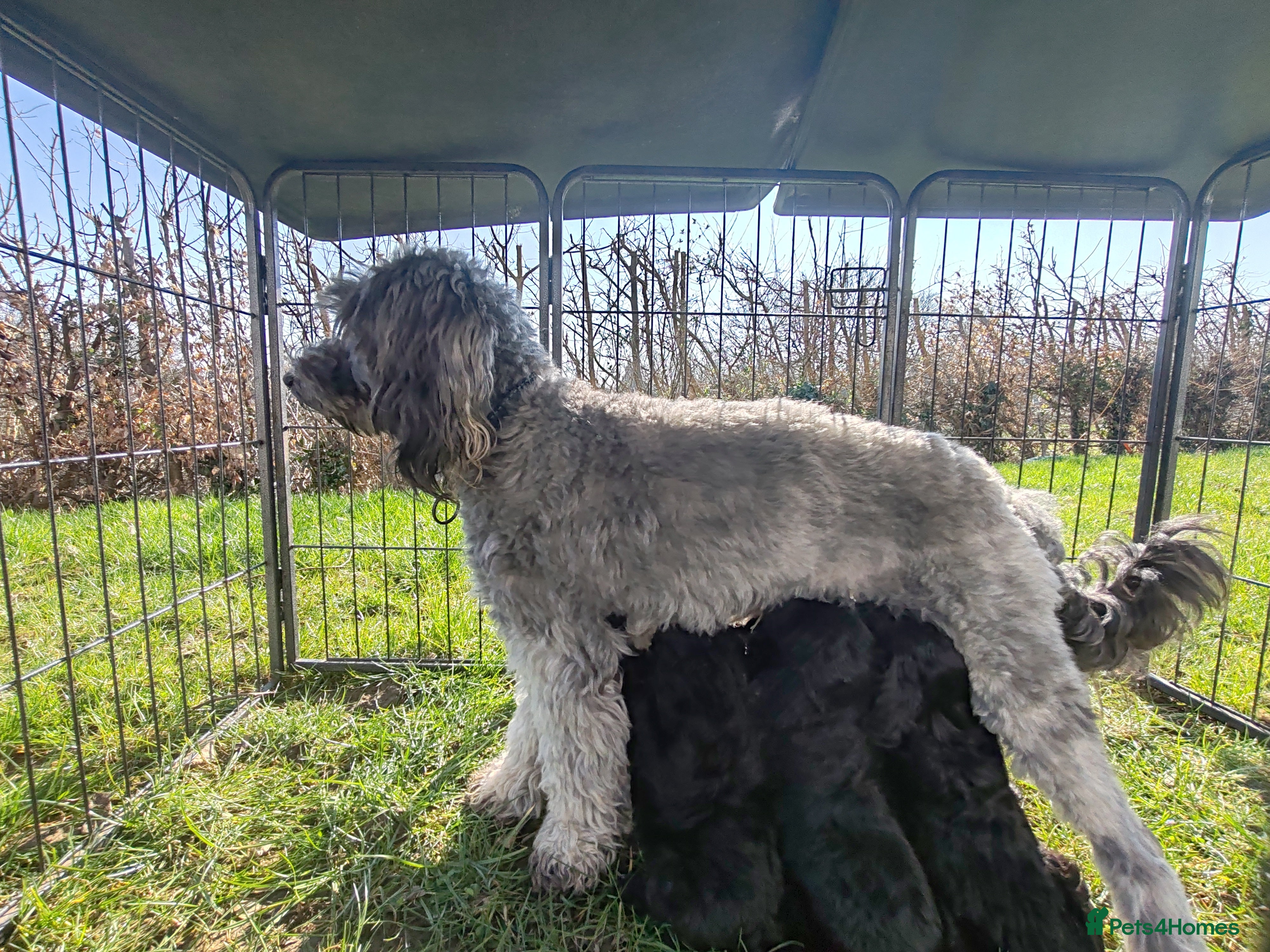 Bordoodle dogs Bordoodle  - Advert 1