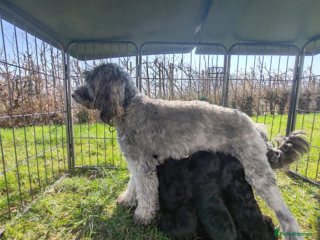 Bordoodle dogs for sale: Bordoodle  - Advert 1