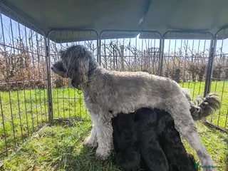 Bordoodle dogs Bordoodle - Advert 7