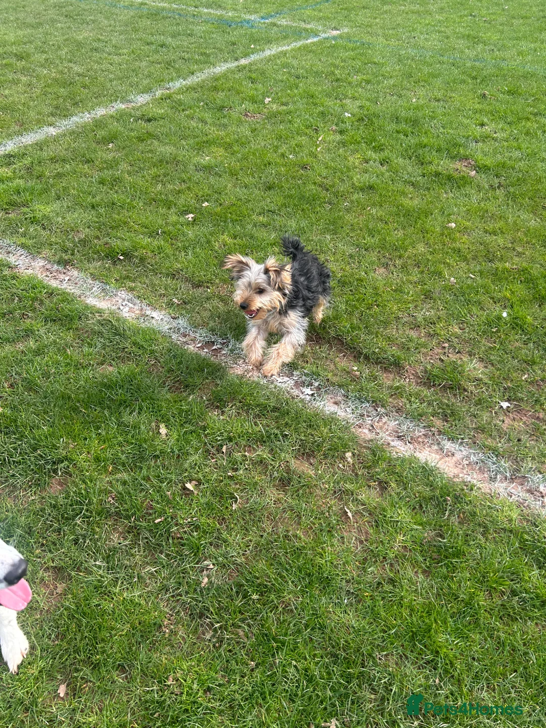 Yorkshire Terrier dogs for sale: YORKIE PUP 6/7 mths old in Stoke-on-Trent - Advert 7