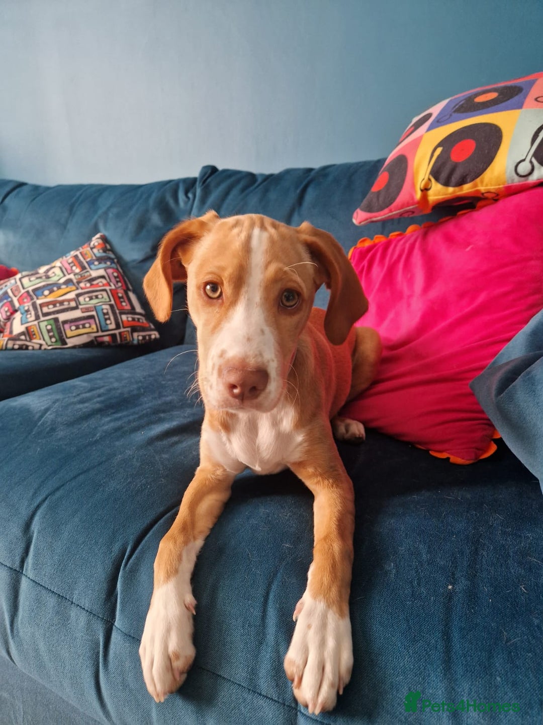 Springador dogs for sale: Springador Puppy (6 months old)  - Image 1