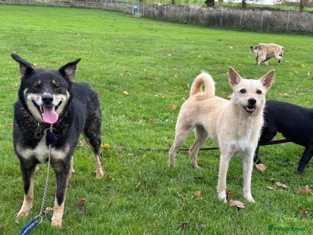 Mixed Breed dogs for adoption: Ben - Norwich Norfolk  - Advert 15