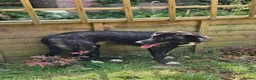 Mixed Breed dogs for adoption: Green for adoption in Hastings - Advert 4