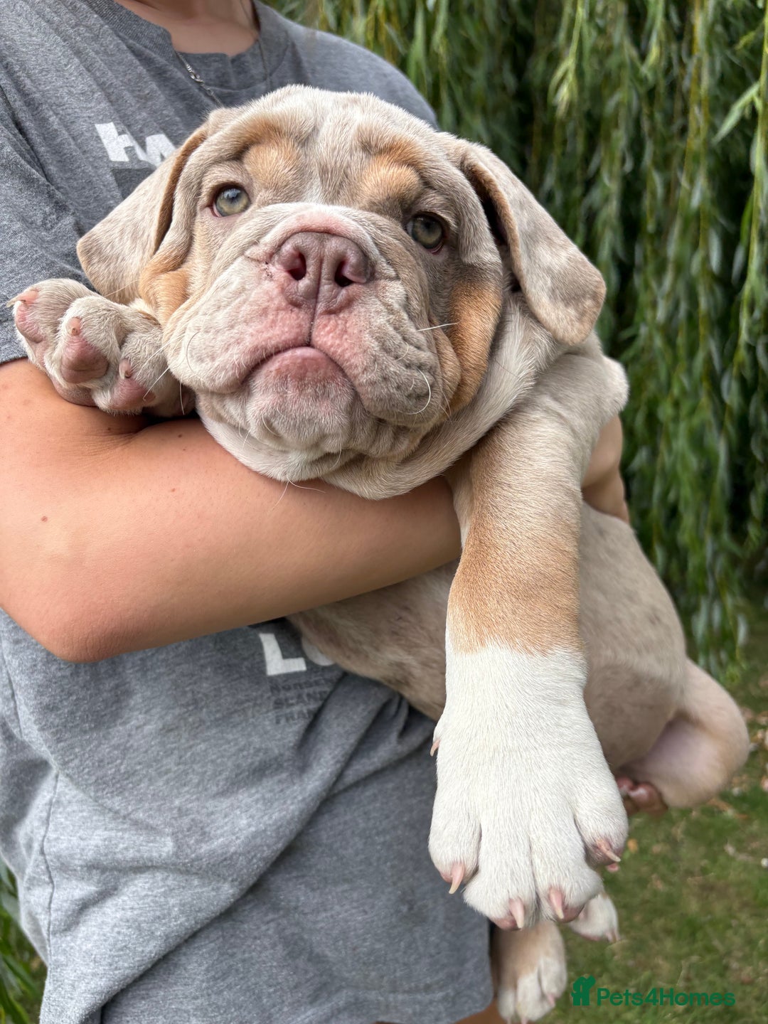 English Bulldog dogs for sale: English Bulldog pups - Image 10