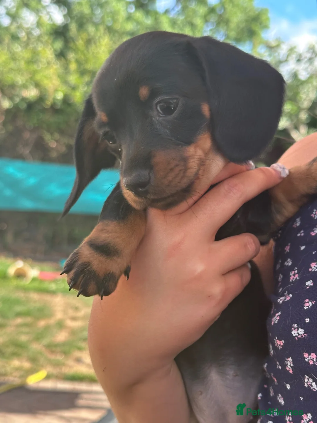 Miniature Dachshund dogs for sale: Miniature dachshund  in Eastleigh - Advert 2