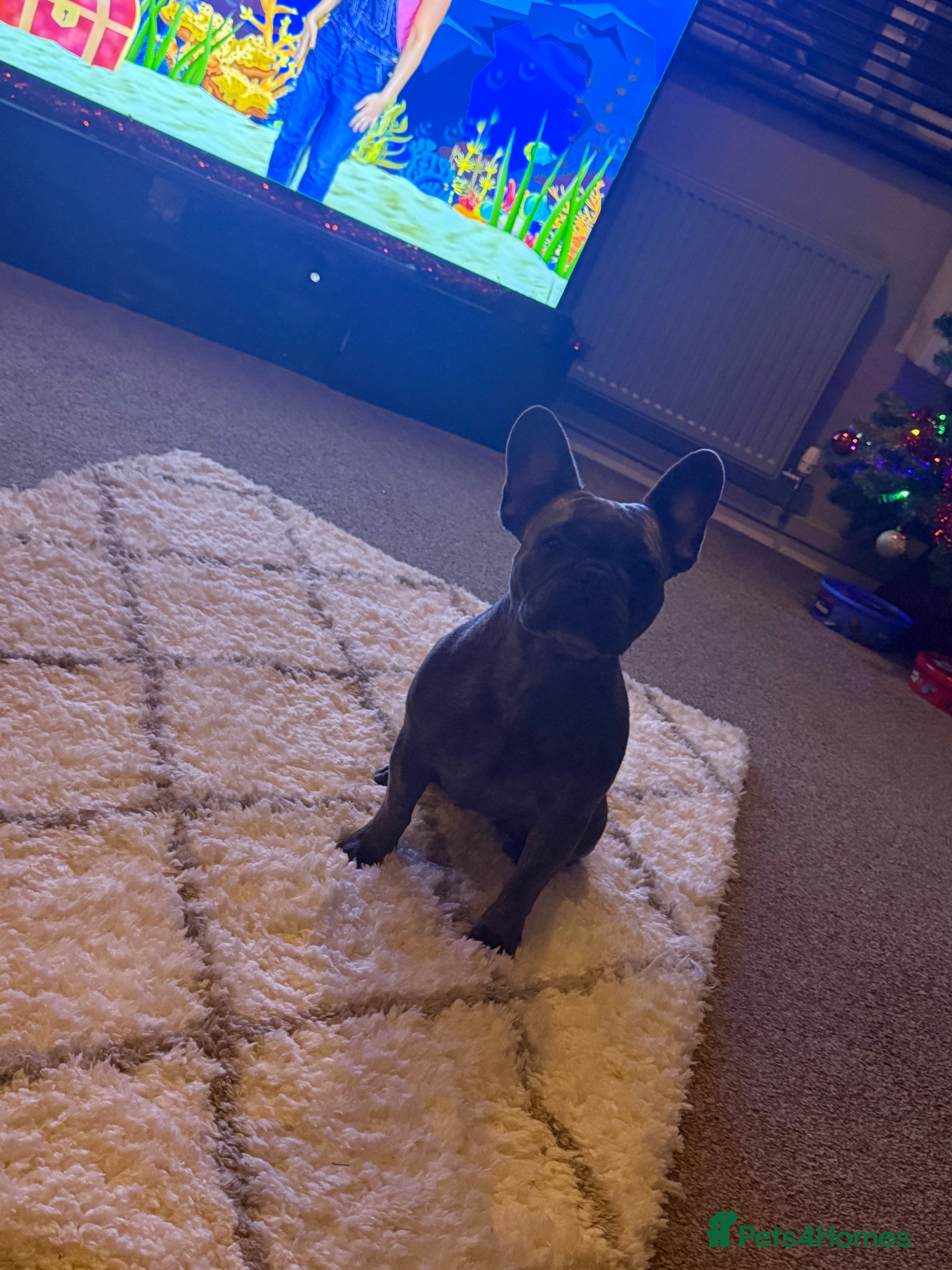French Bulldog dogs Kc reg female french bulldog - Advert 3