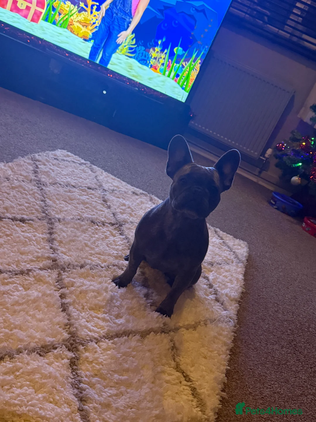 French Bulldog dogs for sale: Kc reg female french bulldog - Advert 1