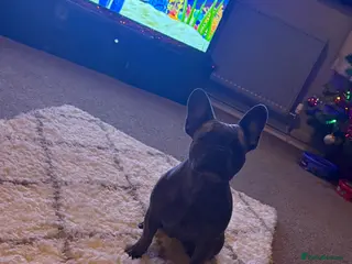 French Bulldog dogs Kc reg female french bulldog - Advert 1