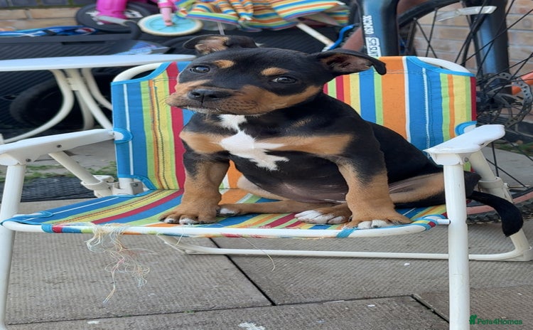 Staffordshire Bull Terrier dogs - Advert 1