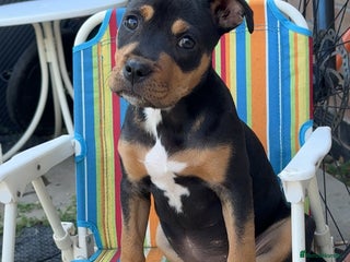 Staffordshire Bull Terrier dogs - Advert 1