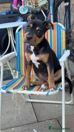 Staffordshire Bull Terrier dogs - Advert 1