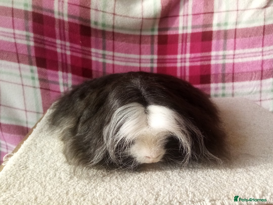 Guinea Pig rodents for sale: Long Hair Guinea pigs  - Advert 2