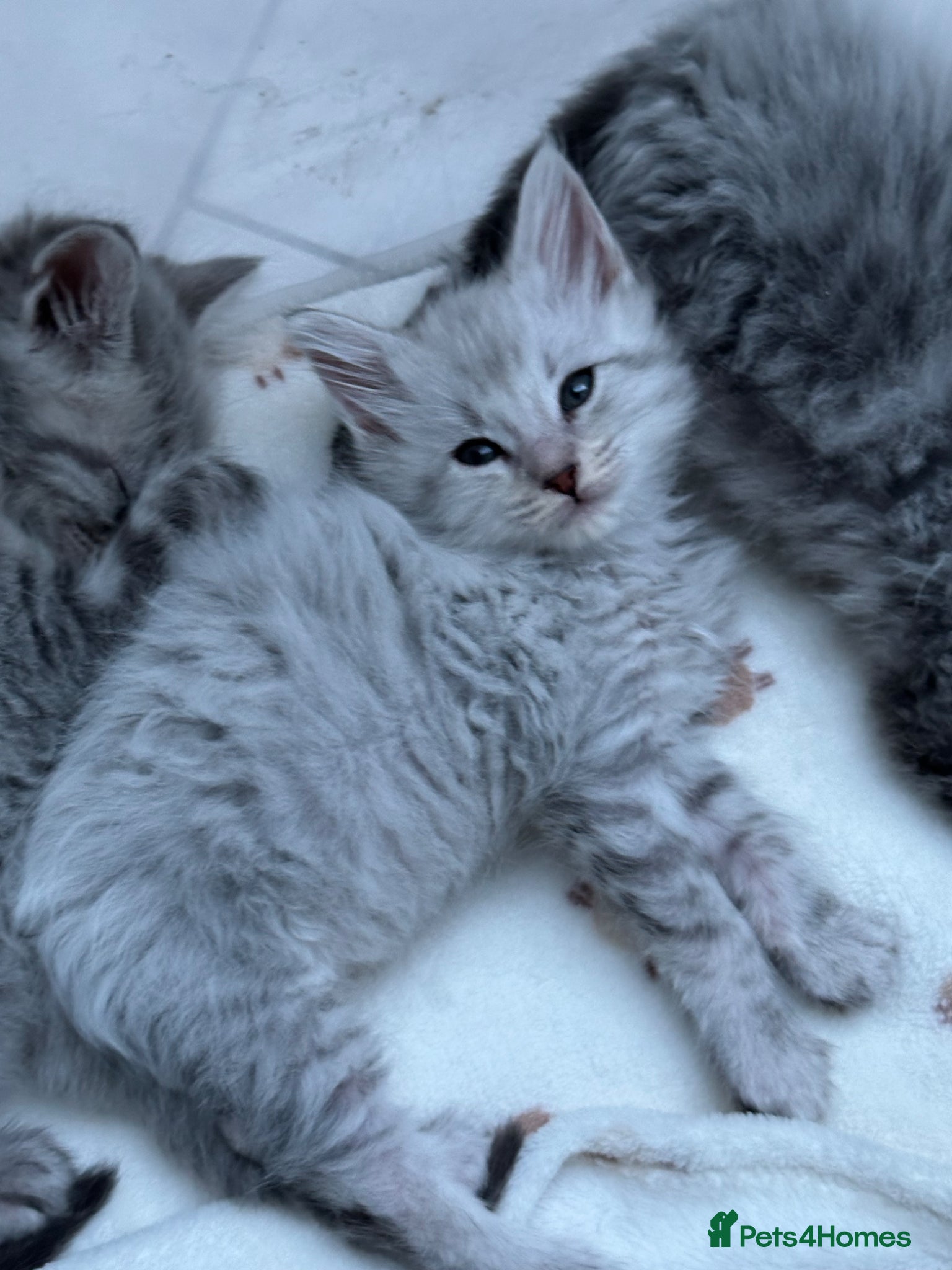 Maine Coon cats Maine coon x lynx ragdoll.  LAST 2 AVAILABLE  - Advert 7