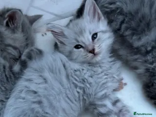 Maine Coon cats Maine coon x lynx ragdoll. LAST 2 AVAILABLE - Advert 5