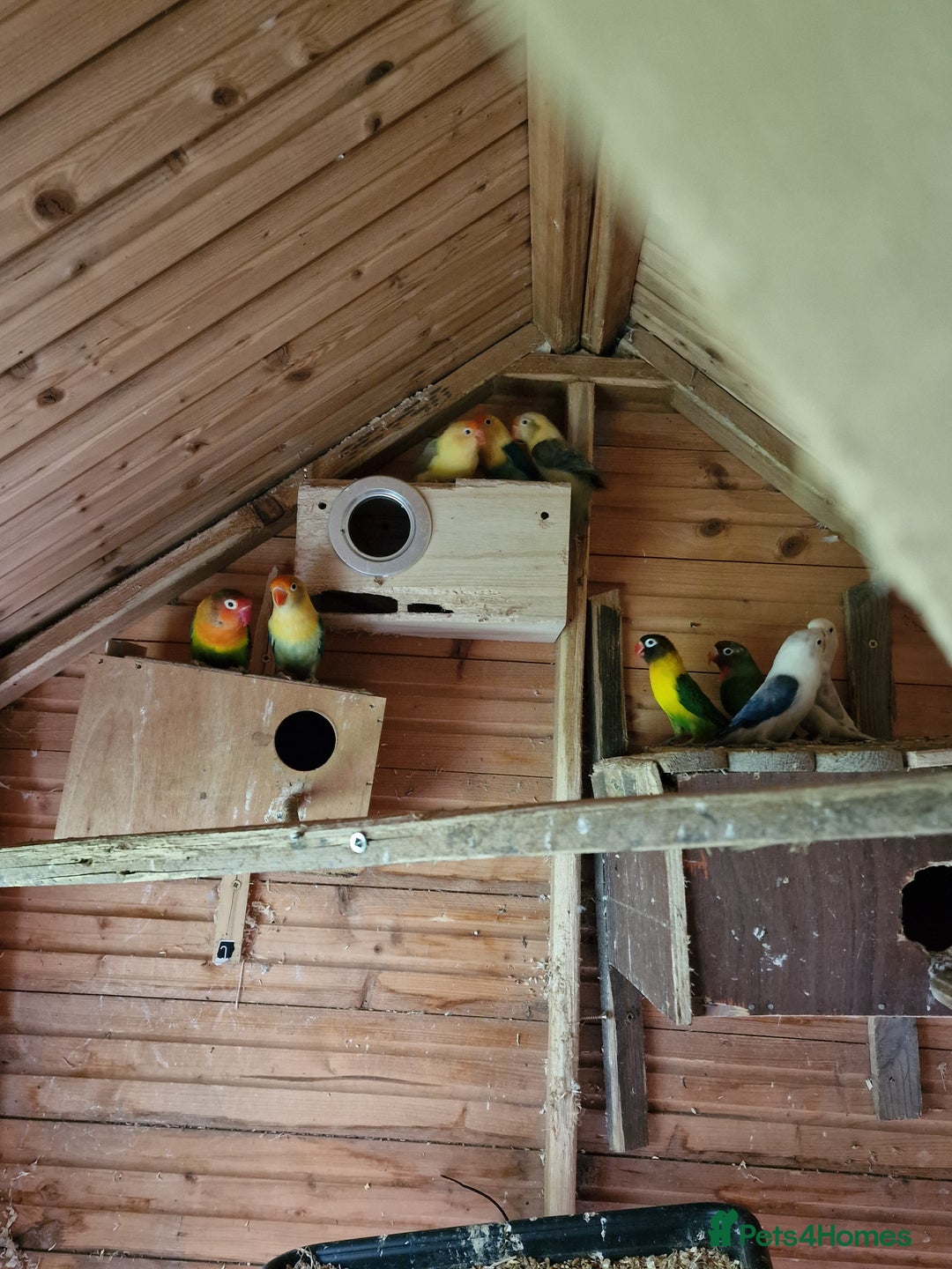 Lovebirds birds for sale: Lovebirds  - Image 1