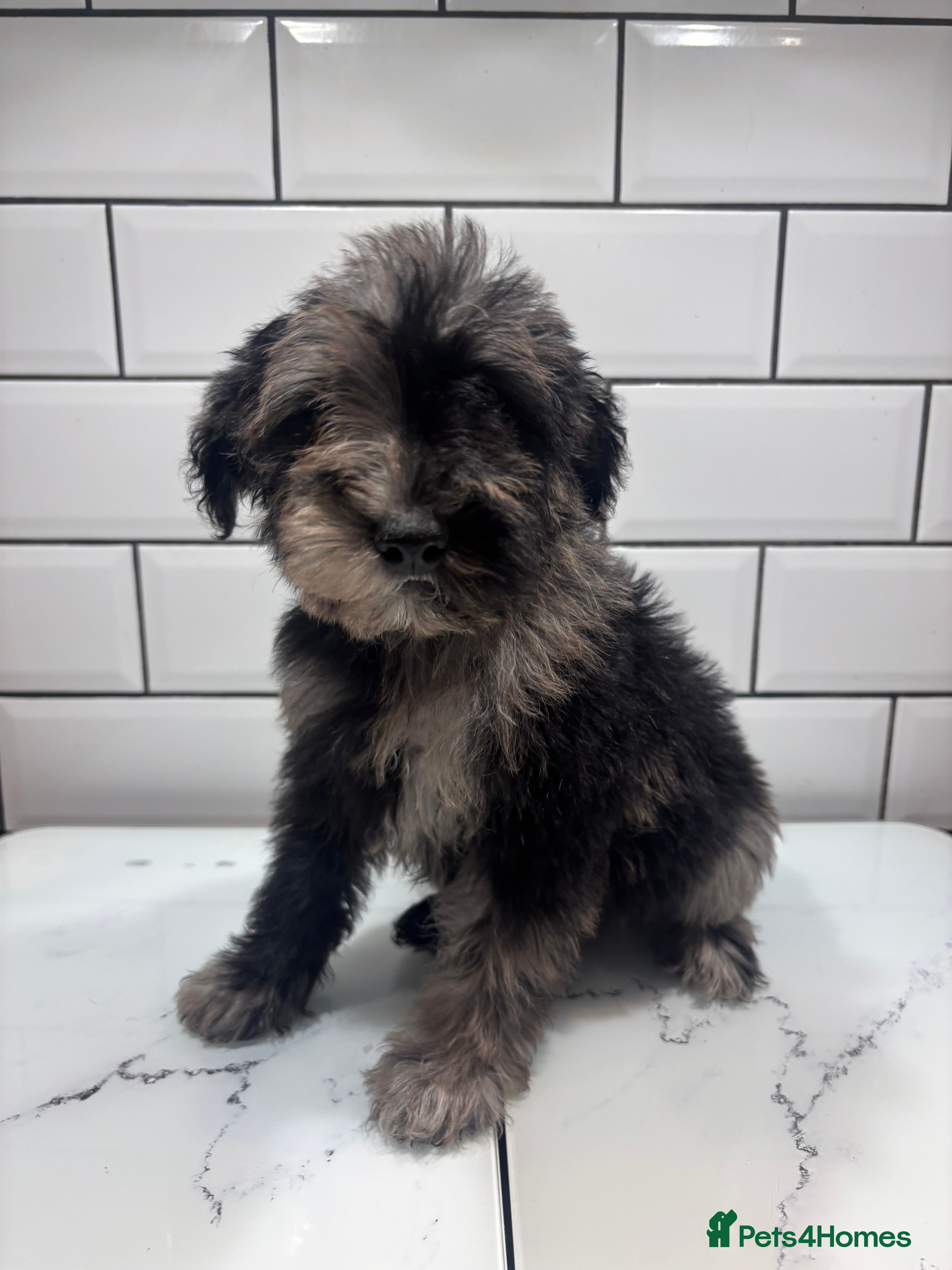 Schnoodle dogs Truly gorgeous F1 Schnoodle Puppies  - Advert 2