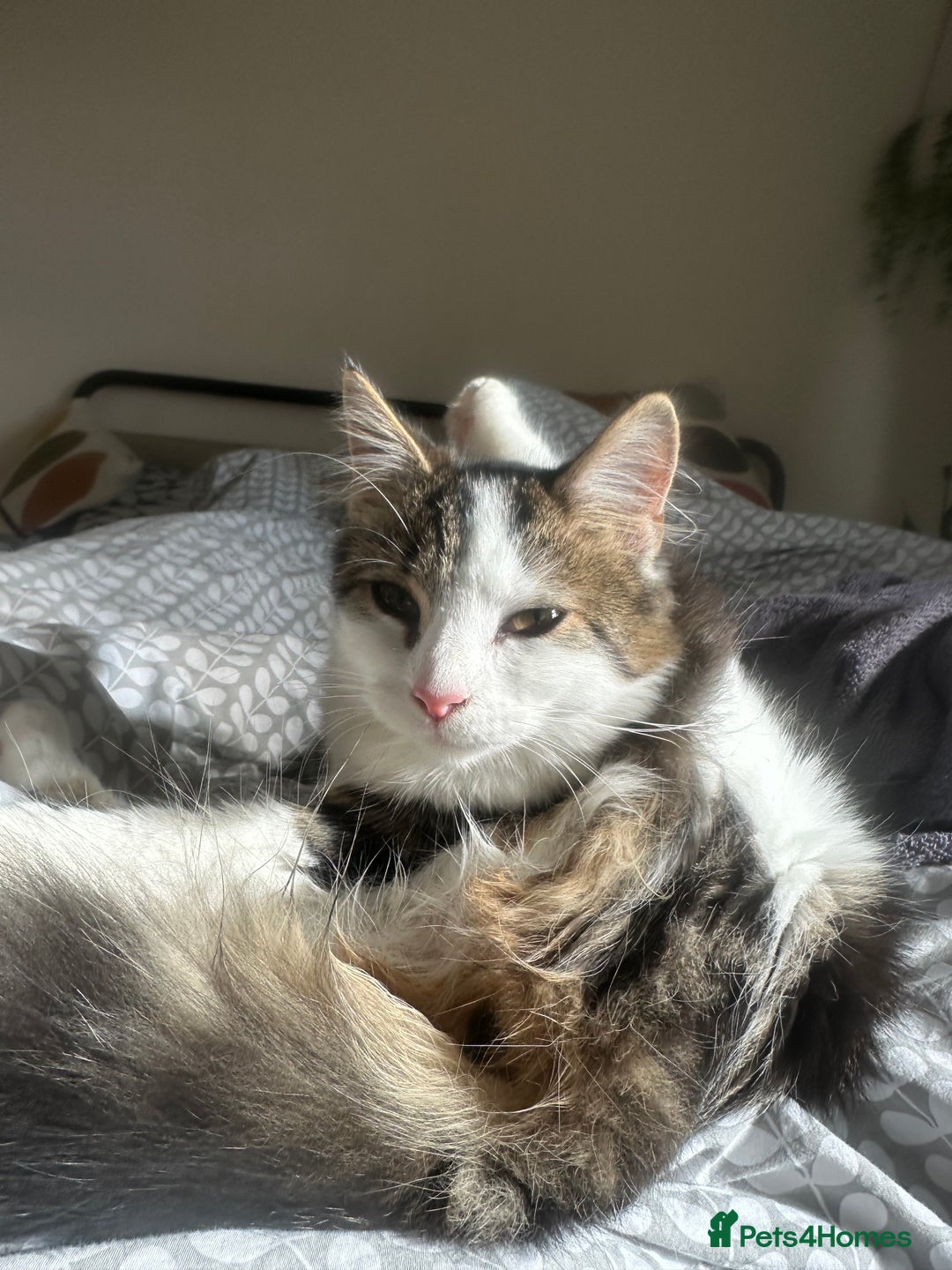 Mixed Breed cats for sale: 2 cats - Image 6