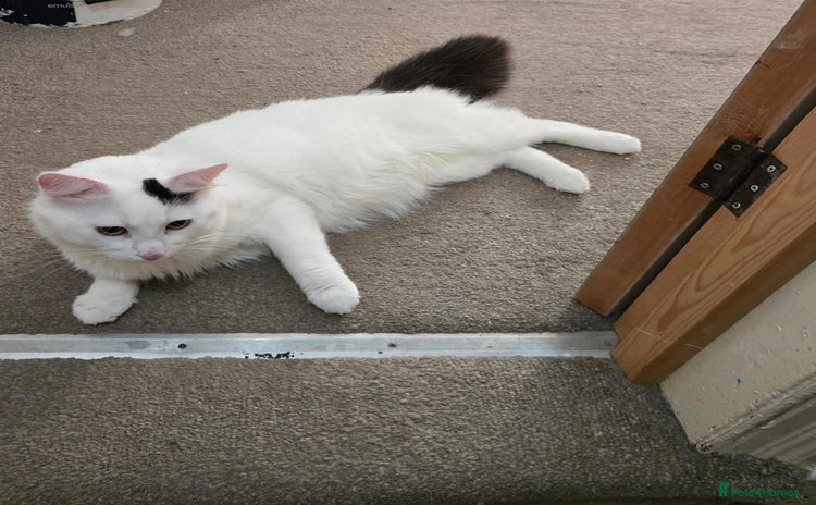 British Longhair cats Beautiful boy looking for his forever home - Advert 1