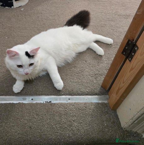 British Longhair cats Beautiful boy looking for his forever home - Advert 1