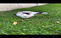 Domestic Shorthair cats for sale: White and black male cat - Image 2