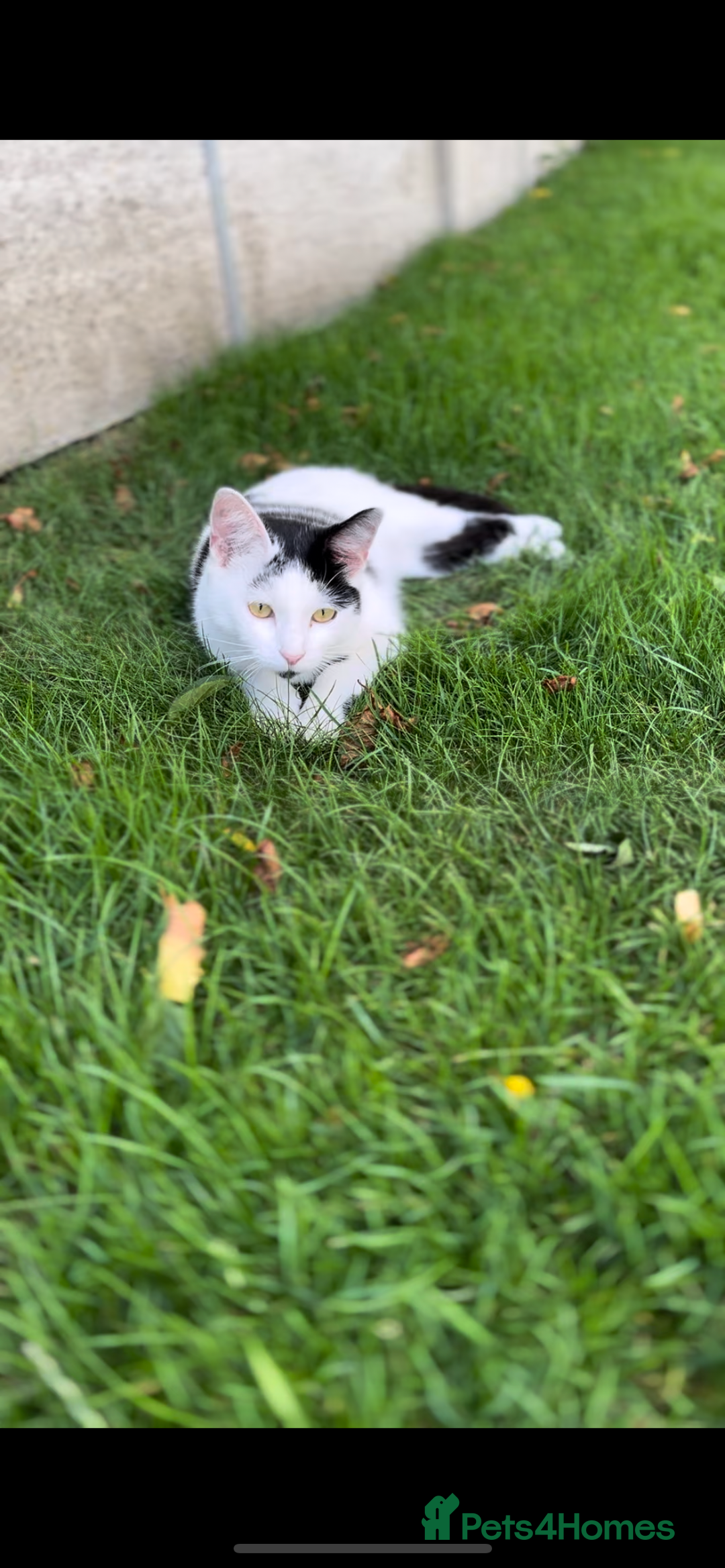 Domestic Shorthair cats for sale: White and black male cat - Image 2