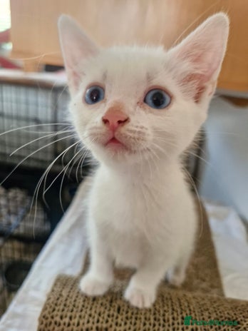 Siamese cats - Advert 1