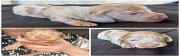 Miniature Dachshund dogs for sale: 3 Long hair mini dachshund puppies - Advert 31