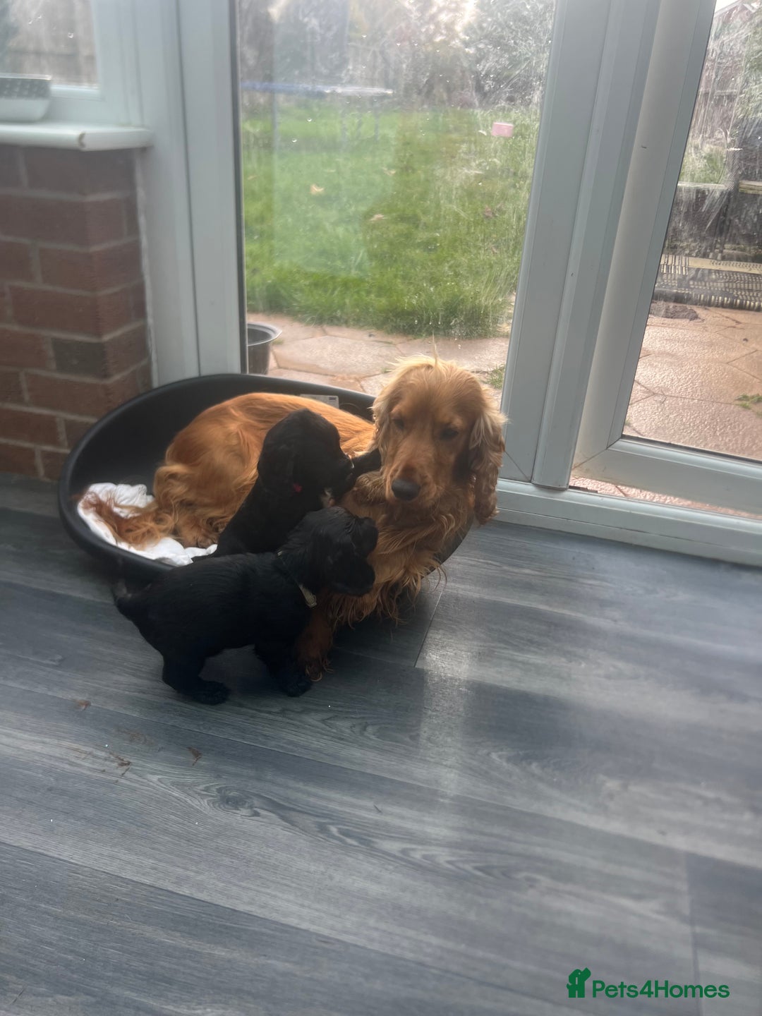 Cocker Spaniel dogs for sale: Only 4 babies left  - Image 8