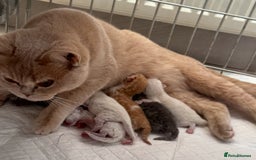 British Shorthair cats for sale: Tica reg red bi colour kitten boy  - Image 7