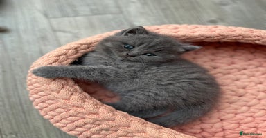 British Shorthair cats - Advert 12