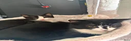 Mixed Breed cats for sale: Beautiful kittens  in Merthyr Tydfil - Advert 6