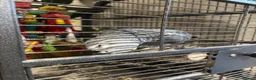 Parrots birds for sale: African grey female - Advert 1