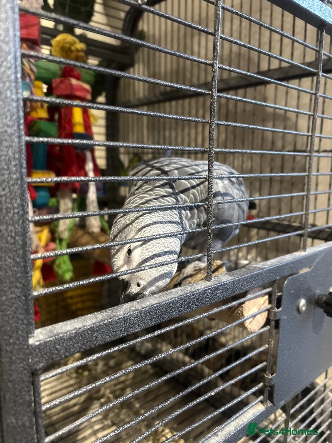 Parrots birds for sale: African grey female - Advert 1