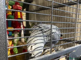 Parrots birds African grey female - Advert 1