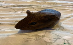 Guinea Pig rodents for sale: Guinea pigs  - Image 7