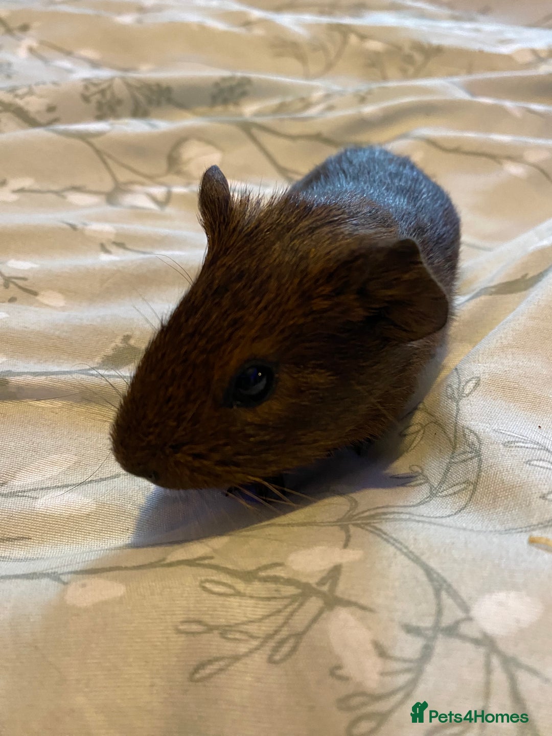 Guinea Pig rodents for sale: Guinea pigs  - Image 7