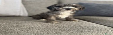 Cockapoo 3