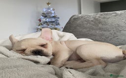 French Bulldog dogs for stud: 🔥 SIMBA 🔥 French Bulldog for Stud - Advert 20