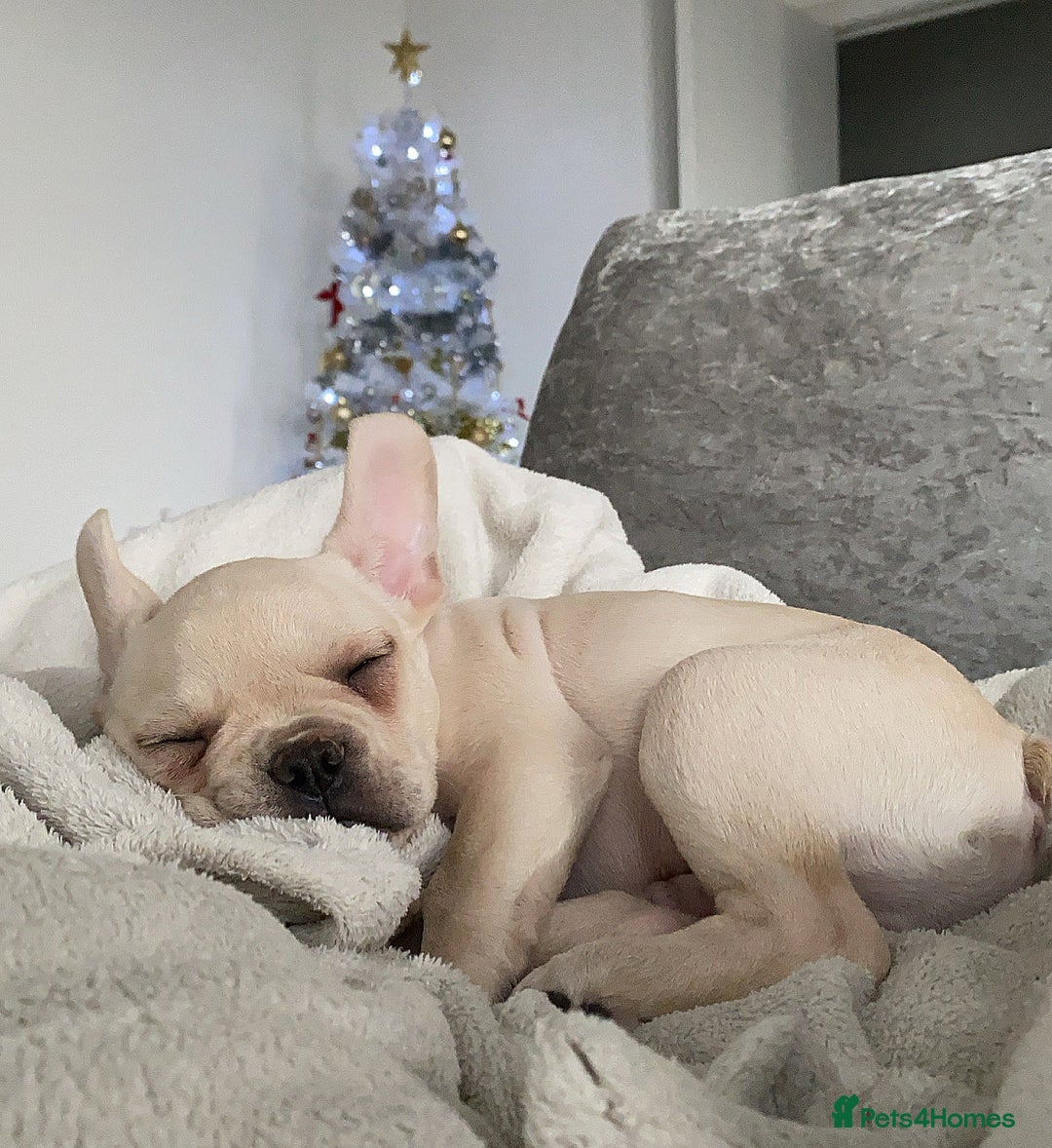 French Bulldog dogs for stud: 🔥 SIMBA 🔥 French Bulldog for Stud - Advert 20