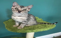 Bengal cats for sale: Two incredibly friendly TICA reg kittens  in Darwen - Image 24