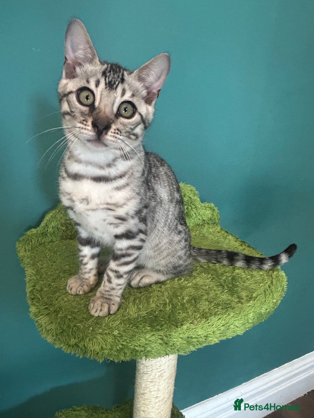 Bengal cats for sale: Two incredibly friendly TICA reg kittens  in Darwen - Image 24